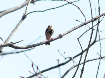 2020年5月9日(土) 弁天沼(苫小牧)の野鳥観察記録