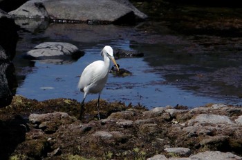 Chinese Egret Unknown Spots Thu, 6/3/2010