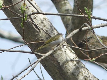 Sakhalin Leaf Warbler Tomakomai Experimental Forest Sat, 5/9/2020