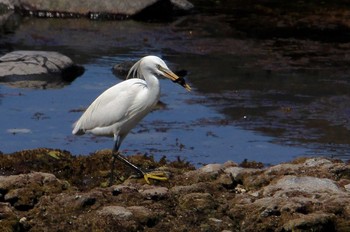 Chinese Egret Unknown Spots Thu, 6/3/2010