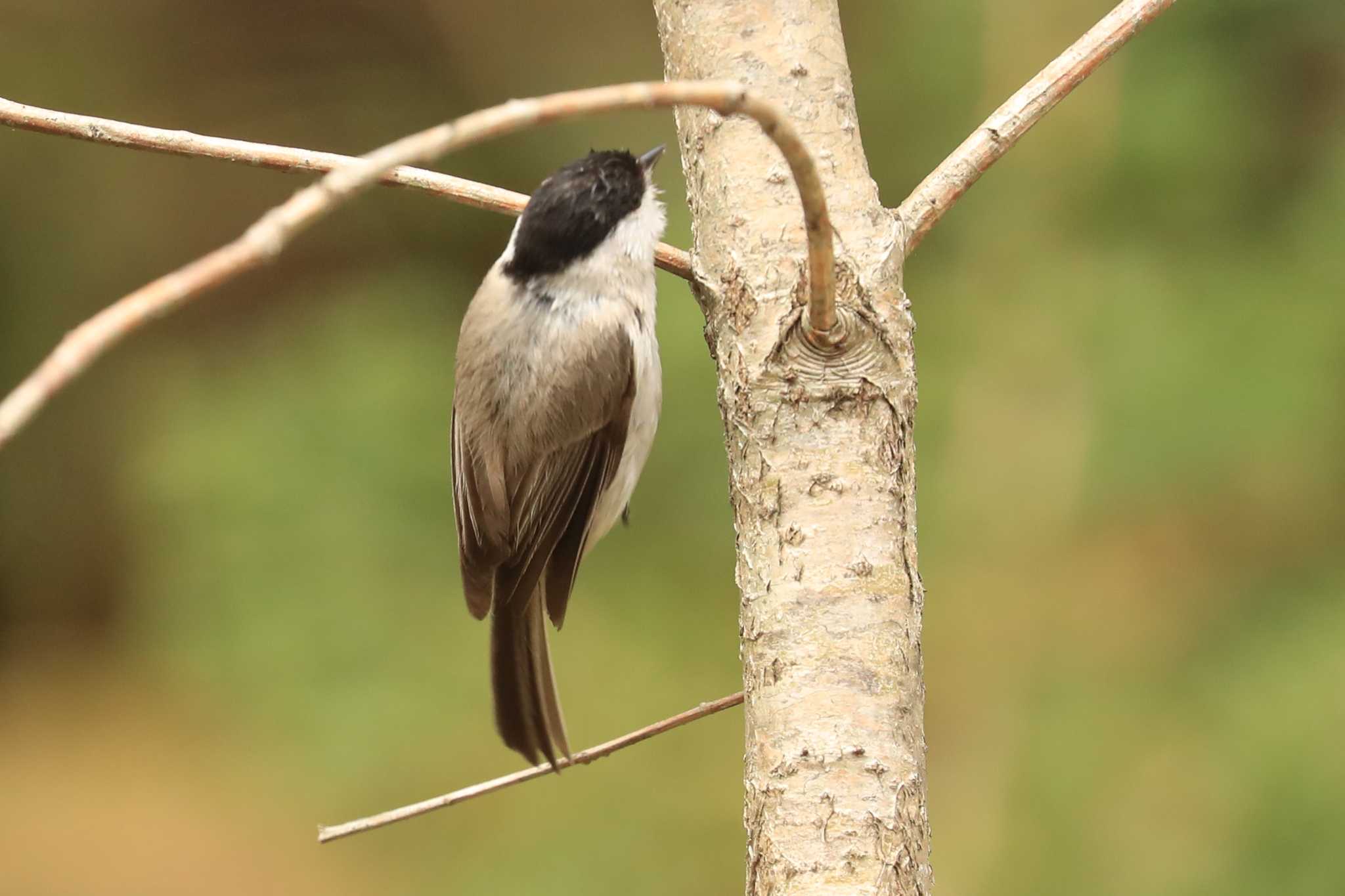 Marsh Tit