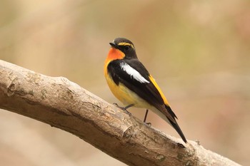 Sat, 5/9/2020 Birding report at Miharashi Park(Hakodate)