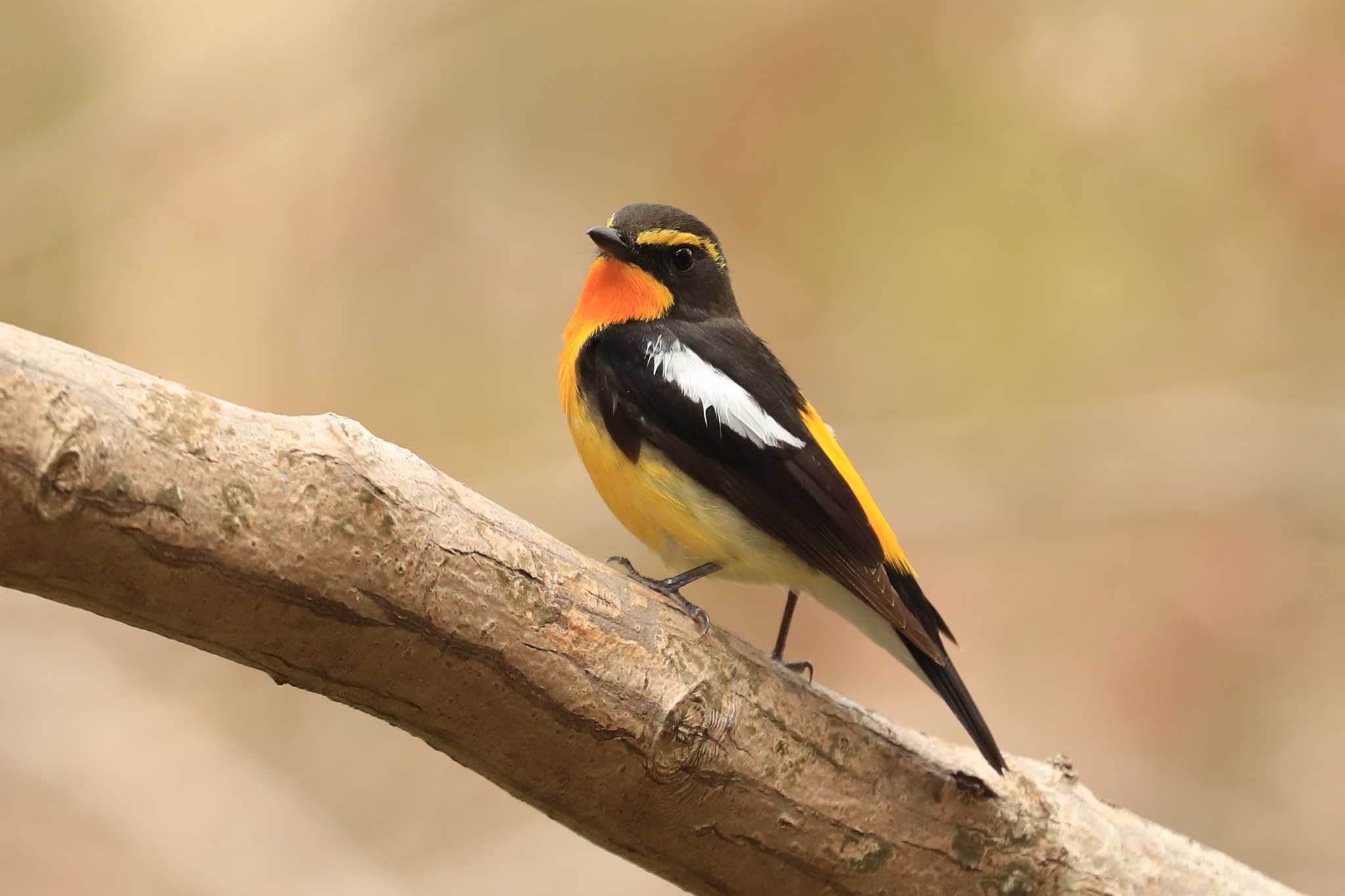 Narcissus Flycatcher