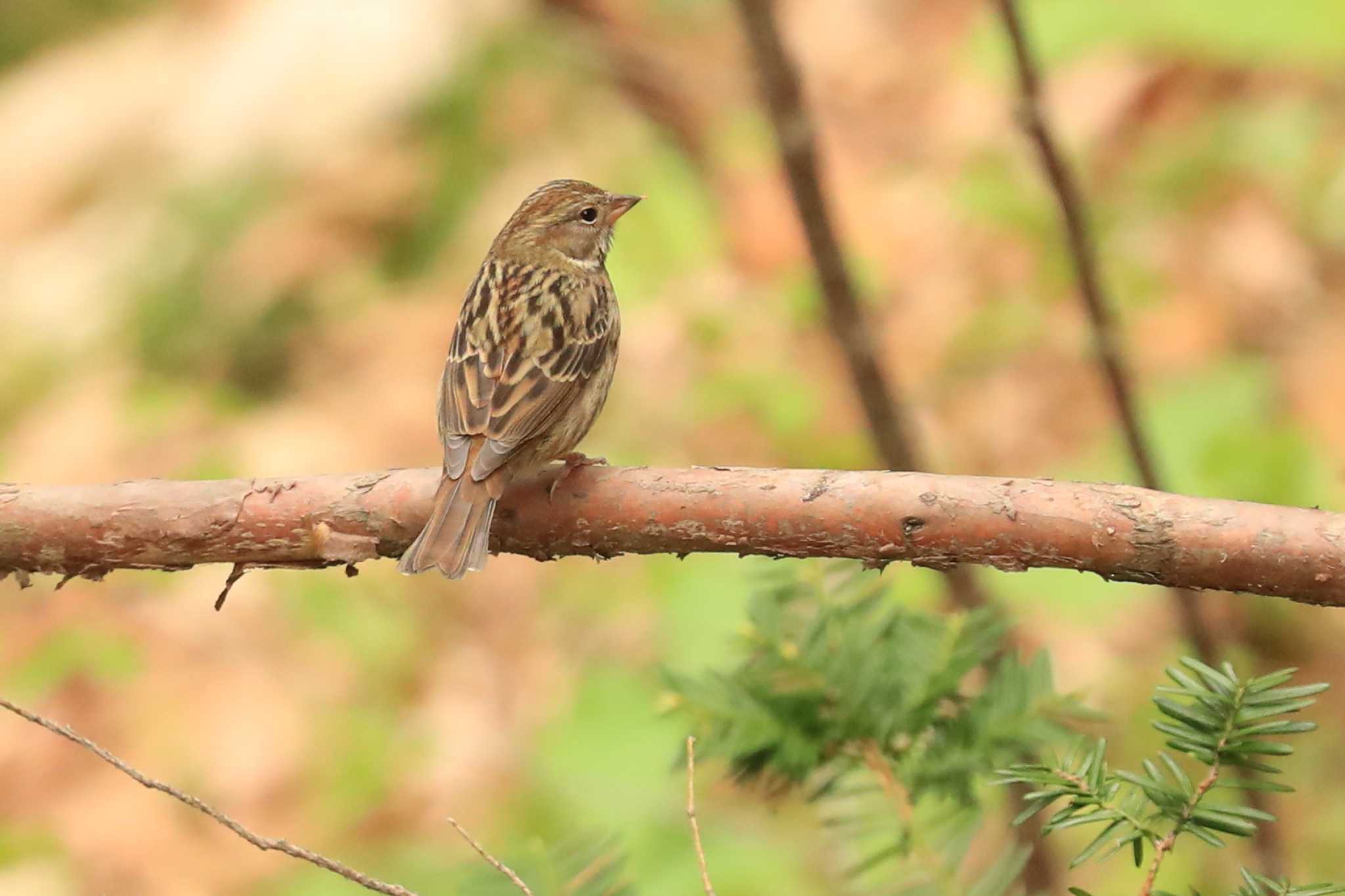 Grey Bunting