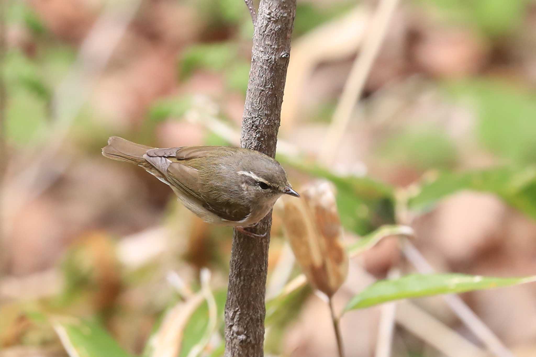 Sakhalin Leaf Warbler