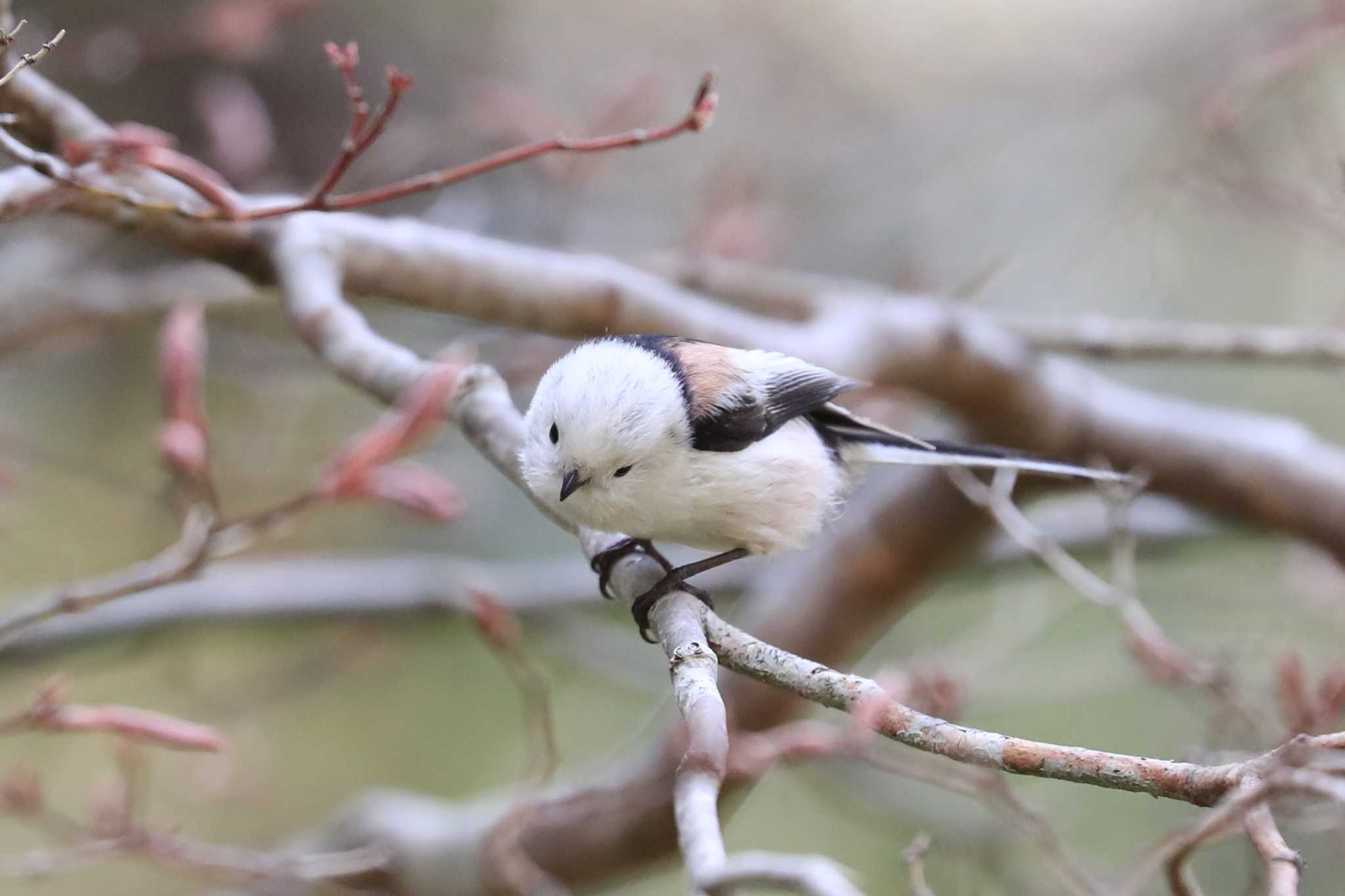 Long-tailed tit(japonicus)