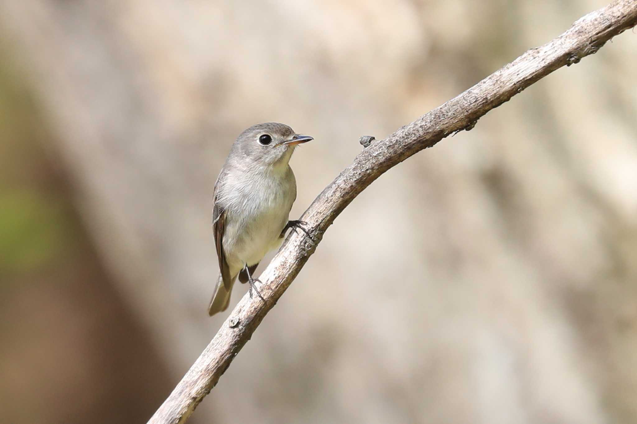 Asian Brown Flycatcher