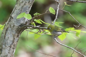 メジロ 北海道 函館市 見晴公園 2020年5月9日(土)