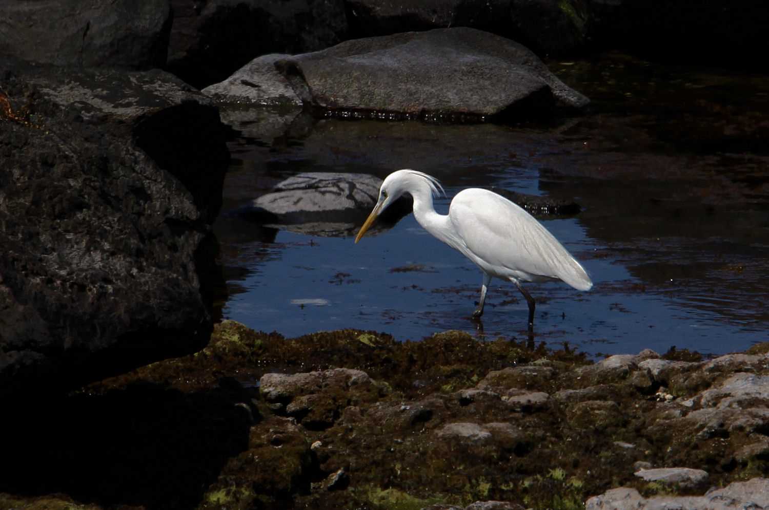 Photo of Chinese Egret at  by アカウント227