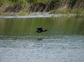 カワウ 相模川 2020年5月8日(金)