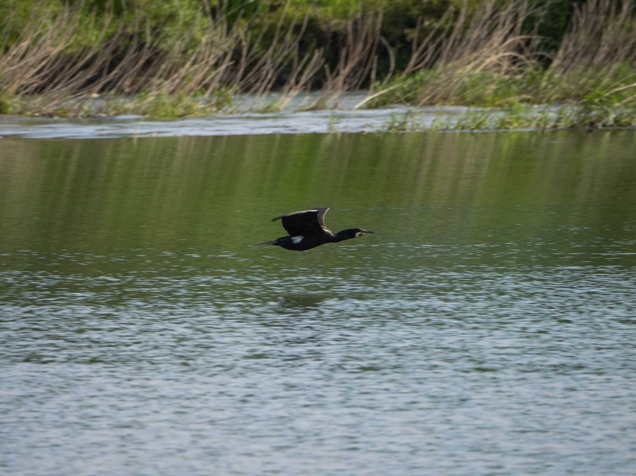 相模川 カワウの写真