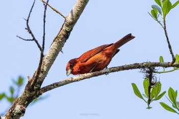 Red Tanager Cerro Azul Fri, 1/4/2019