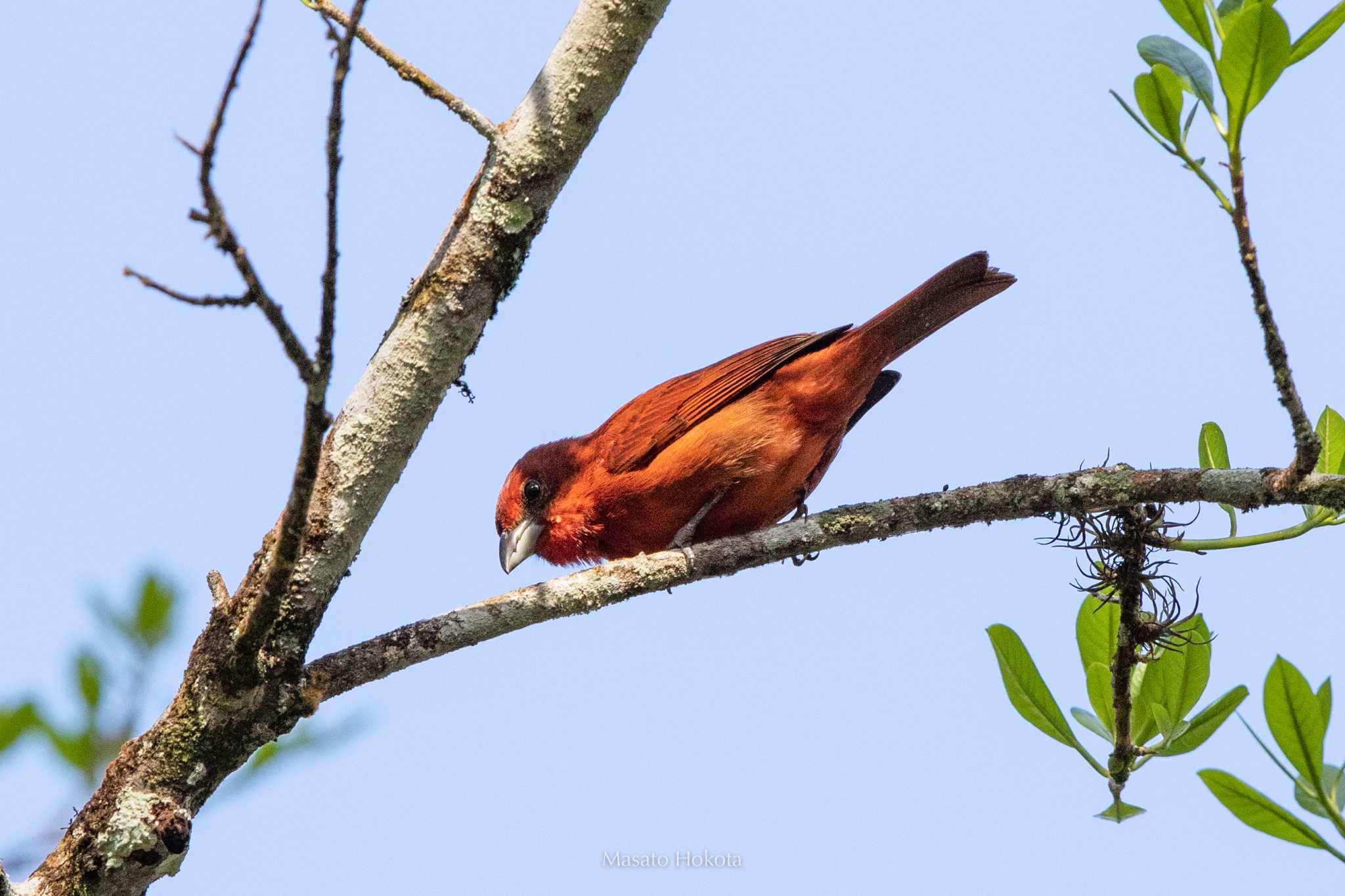 Cerro Azul レンガフウキンチョウの写真