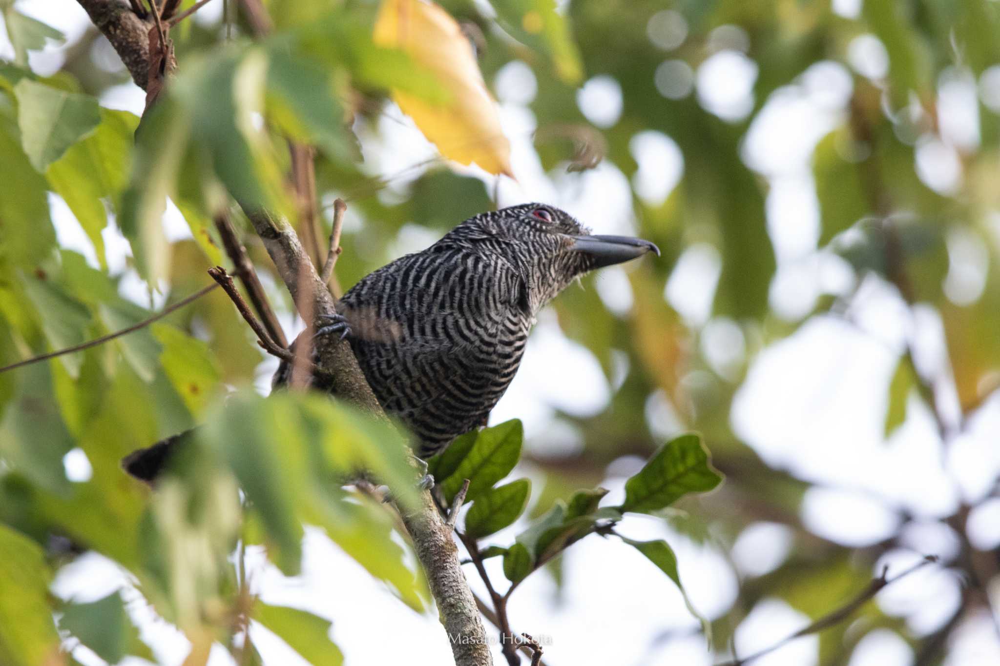 Photo of Fasciated Antshrike at Pipeline Road(Gamboa) by Trio