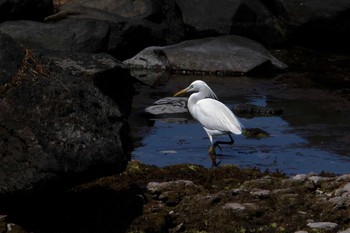 カラシラサギ 場所が不明 2010年6月3日(木)