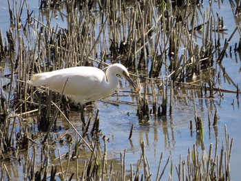 コサギ 葛西臨海公園 2020年3月6日(金)