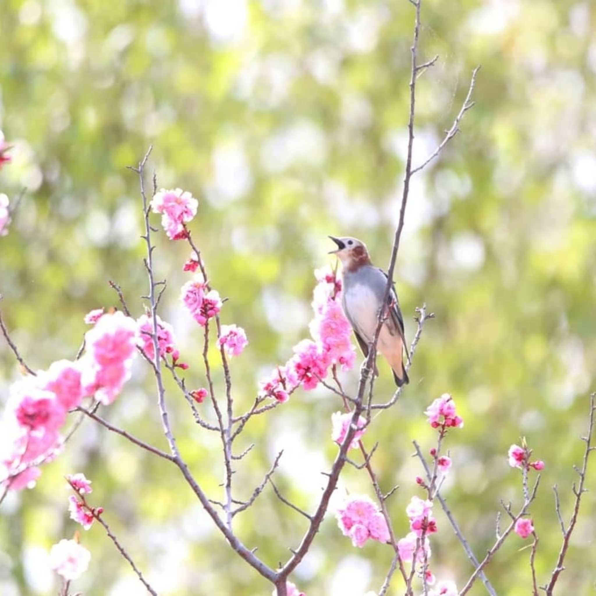 Photo of Chestnut-cheeked Starling at  by Kumi☆