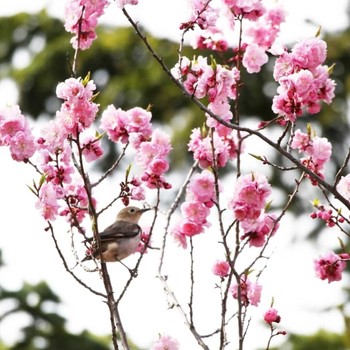 Chestnut-cheeked Starling Unknown Spots Unknown Date