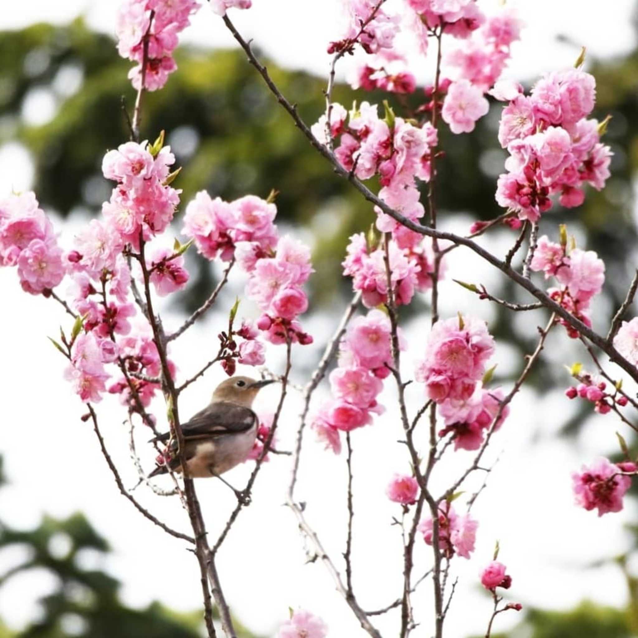 Photo of Chestnut-cheeked Starling at  by Kumi☆