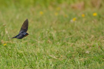 Barn Swallow 荒川河川敷 Thu, 5/7/2020