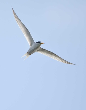 Little Tern 荒川河川敷 Thu, 5/7/2020