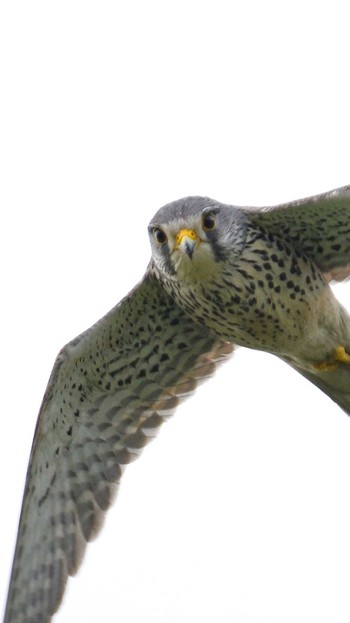 Common Kestrel 荒川河川敷 Sun, 5/3/2020