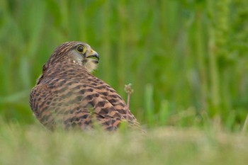 Common Kestrel 荒川河川敷 Sun, 5/3/2020