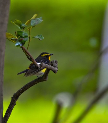 Narcissus Flycatcher 東京都台東区 Wed, 5/6/2020