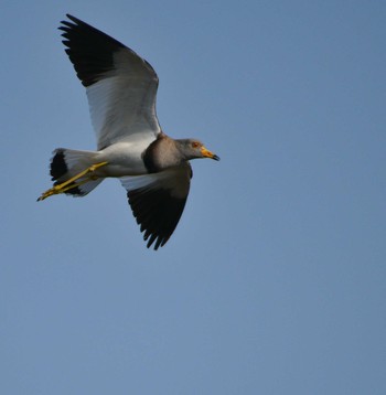 Grey-headed Lapwing 埼玉県 Wed, 4/29/2020