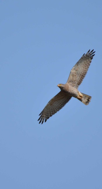 Grey-faced Buzzard 千葉県 Sat, 4/11/2020