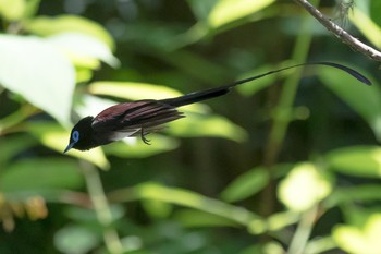 Black Paradise Flycatcher 西多摩郡 Sun, 5/27/2018