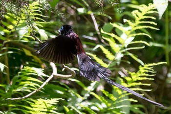 Black Paradise Flycatcher 西多摩郡 Sun, 5/27/2018