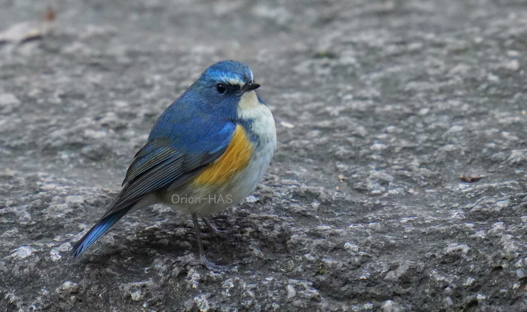 α7R4 + SONY ヨンニッパ + 2倍 + クロップ 1200mm 手持ち撮影 by Orion-HAS