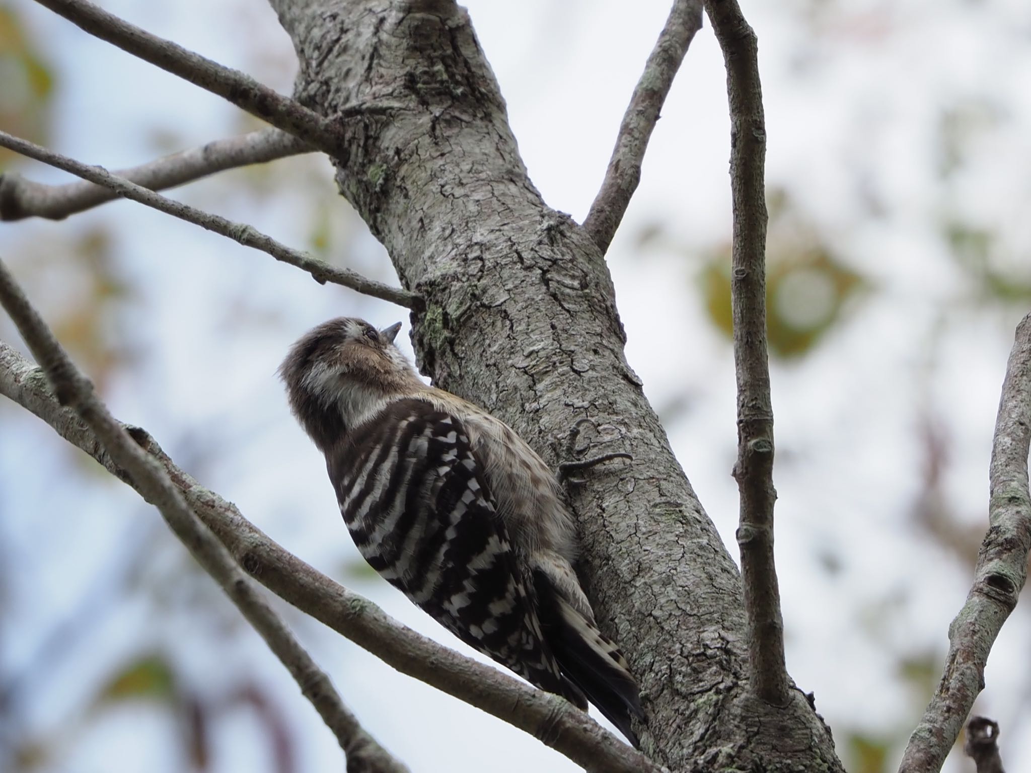 Photo of Japanese Pygmy Woodpecker at 日岡山公園 by まさ