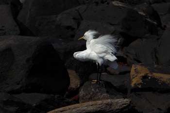 カラシラサギ 場所が不明 2010年6月3日(木)