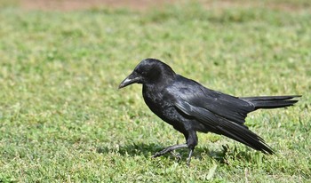 2020年5月9日(土) 砧公園の野鳥観察記録