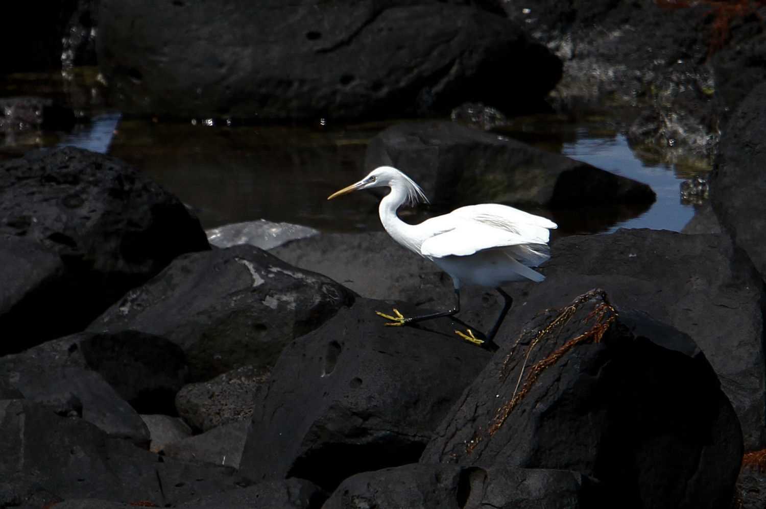 Photo of Chinese Egret at  by アカウント227