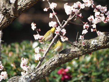 メジロ 日岡山公園 2020年2月23日(日)