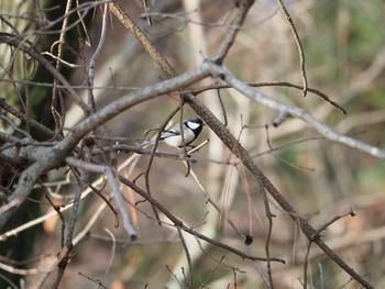 シジュウカラ 日岡山公園 2019年12月31日(火)