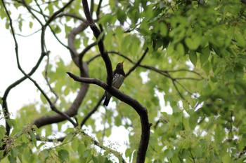 Japanese Thrush Osaka castle park Sun, 5/10/2020