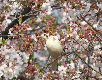 ヒヨドリ 馬見丘陵公園 2020年4月8日(水)