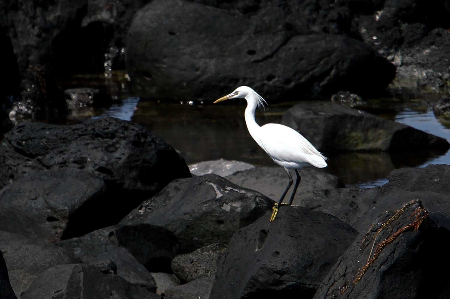 Photo of Chinese Egret at  by アカウント227