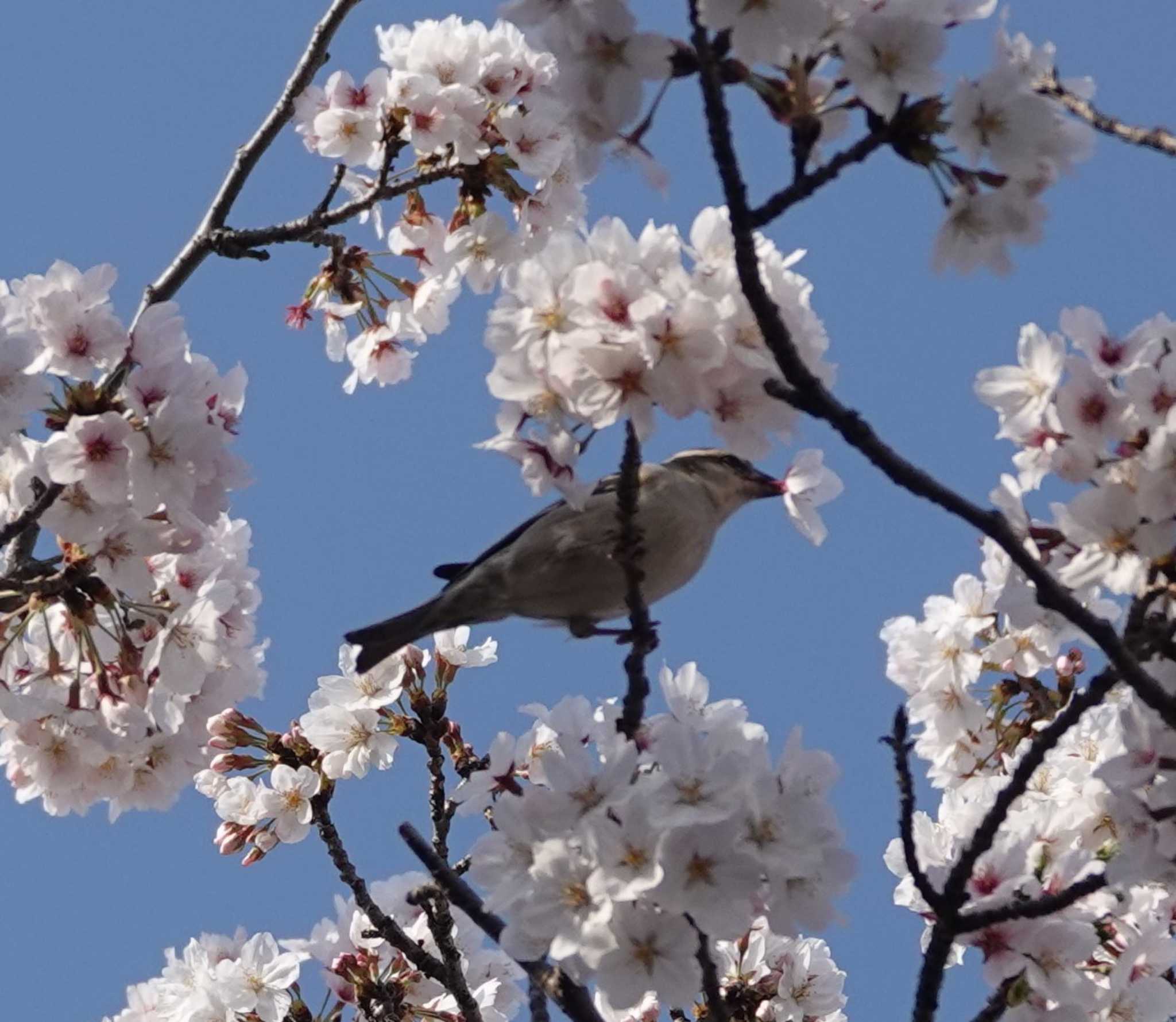 ニュウナイスズメ　花ラッパ