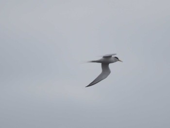 Sun, 5/10/2020 Birding report at 浦安（三番瀬）,千葉県