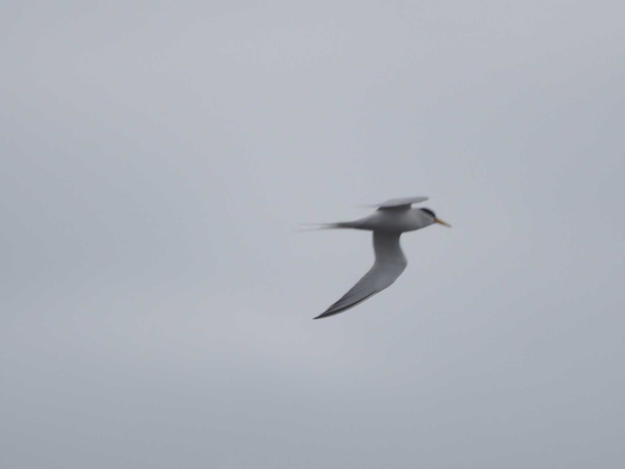 Photo of Little Tern at 浦安（三番瀬）,千葉県 by Masa