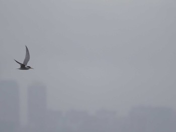 Little Tern 浦安（三番瀬）,千葉県 Sun, 5/10/2020