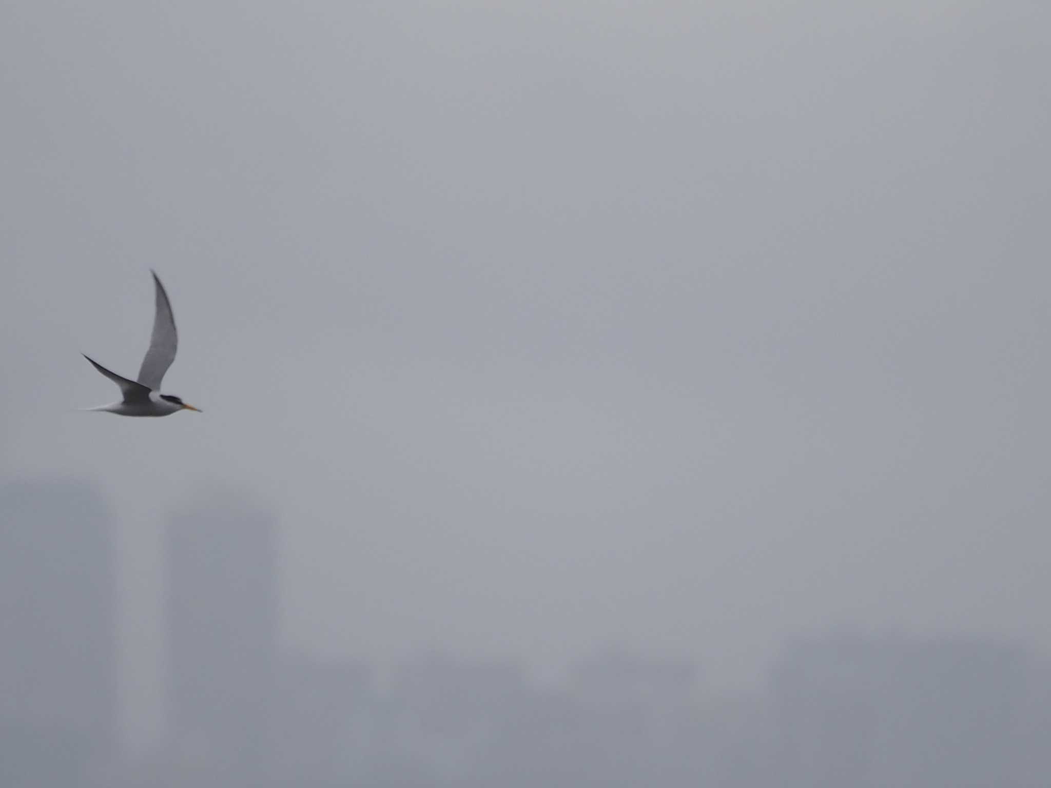 Photo of Little Tern at 浦安（三番瀬）,千葉県 by Masa