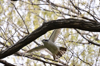 Eurasian Goshawk Unknown Spots Thu, 4/9/2020