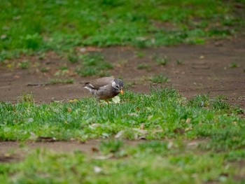 White-cheeked Starling 金井公園 Sun, 5/10/2020