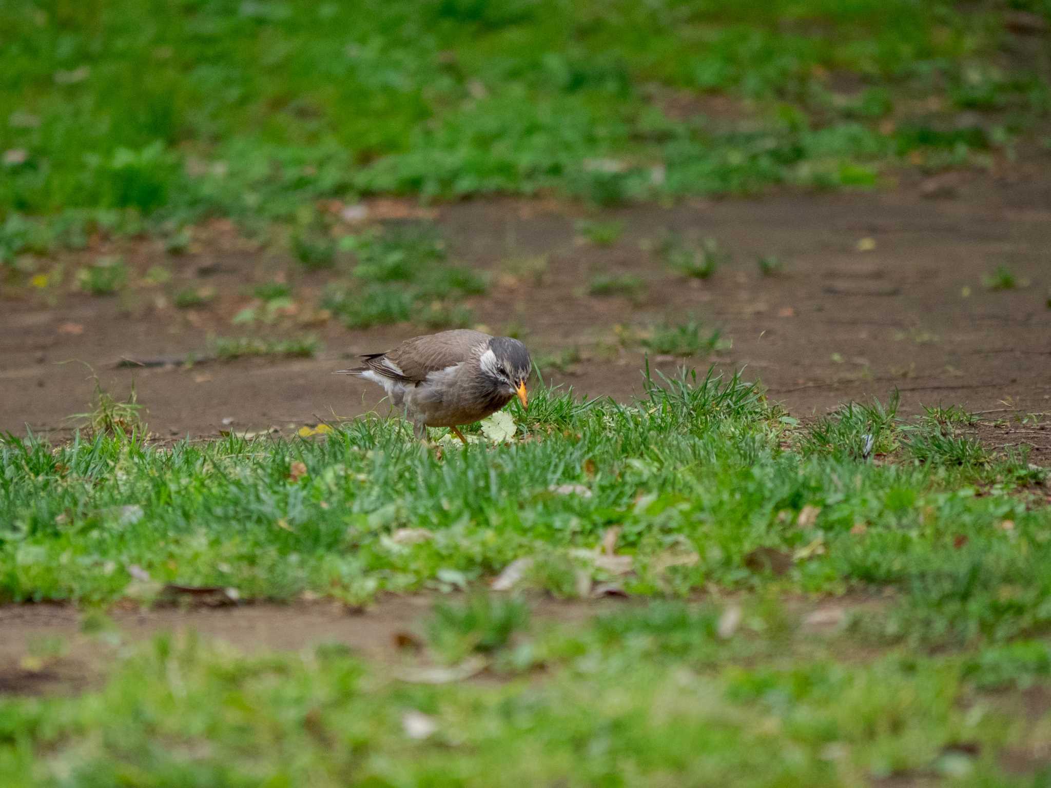 金井公園 ムクドリの写真 by Tosh@Bird